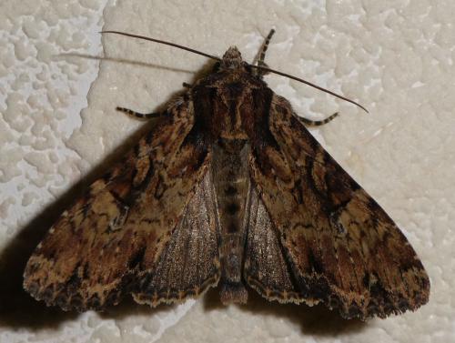Réf. 235 018 : Apamea epomidion